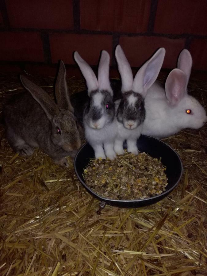 Poezelhoekvallei Appartement Zonnebeke Eksteriør billede